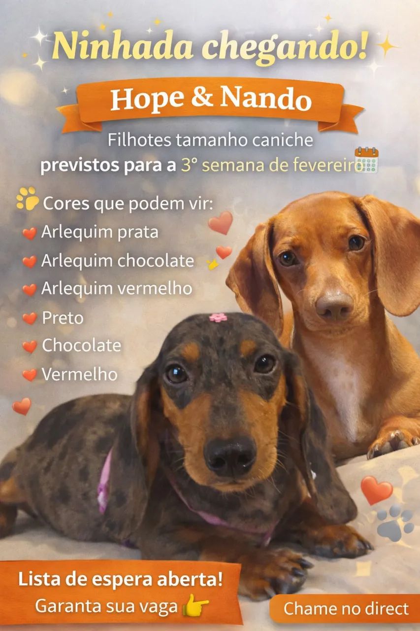 Dachshund para reserva 