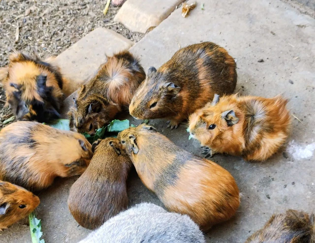 ? PORQUINHOS-DA-ÍNDIA À VENDA! ? - Foto 6