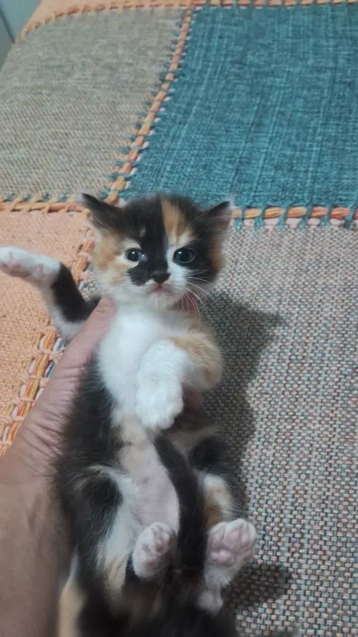 Doação de  casal de gatinhos  . - Foto 2