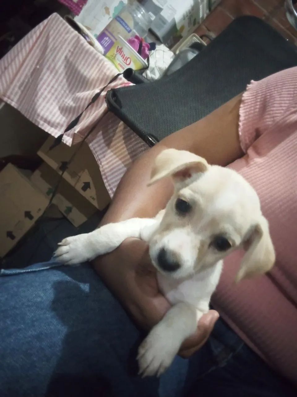 Cachorro 