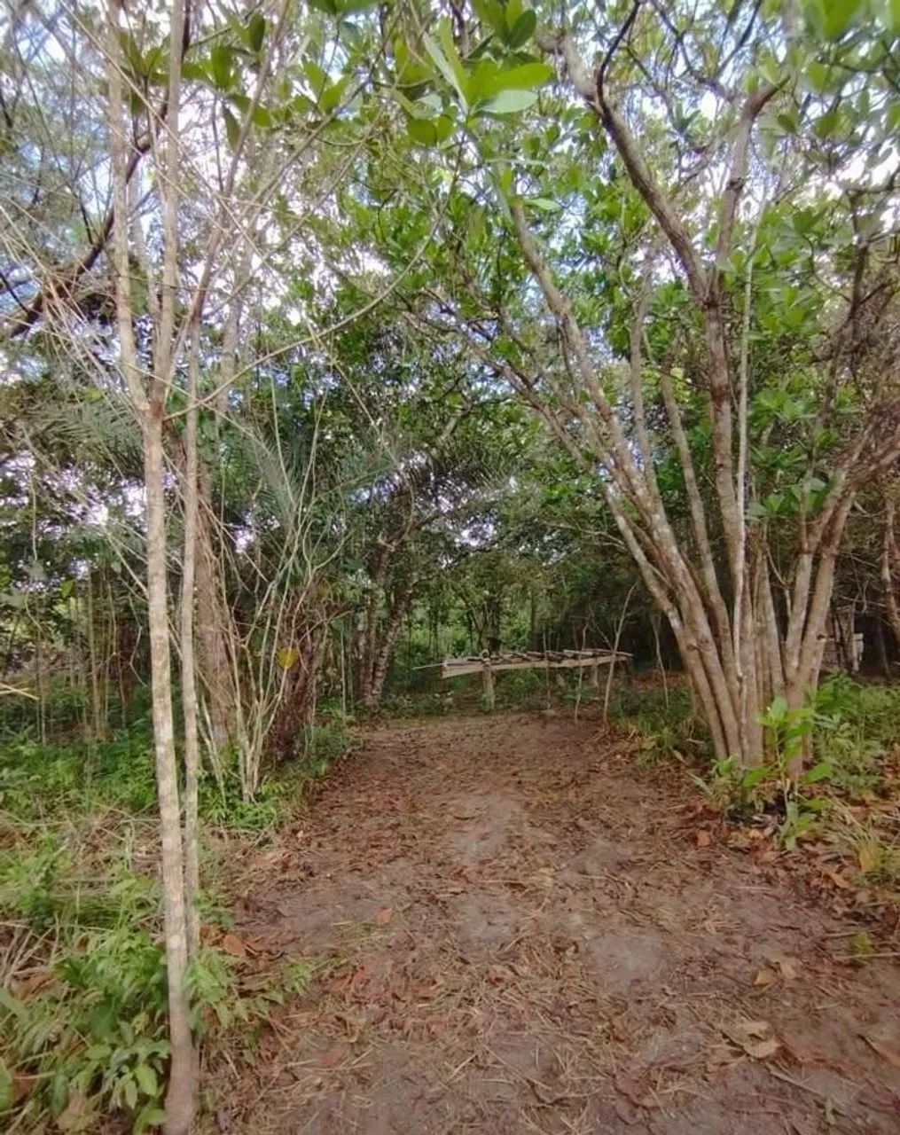 Terrenos na Linha Verde  - Foto 4