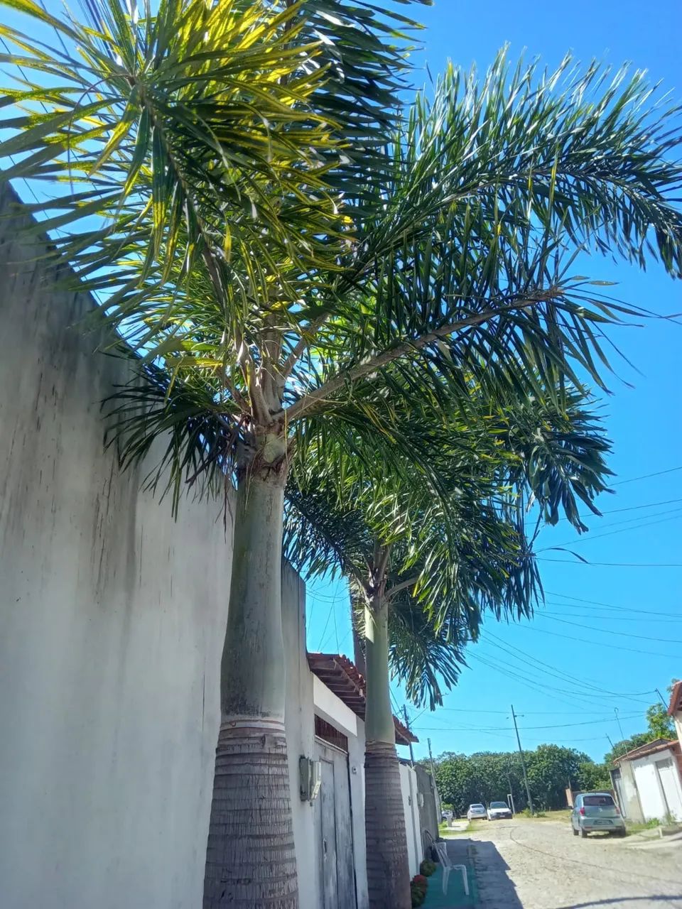 Palmeira imperial 