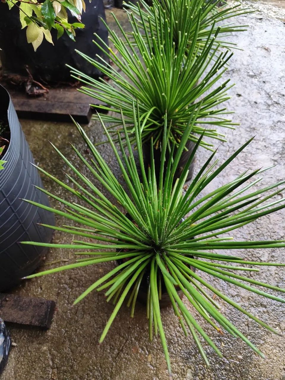 AGAVE PALITO  - Foto 4