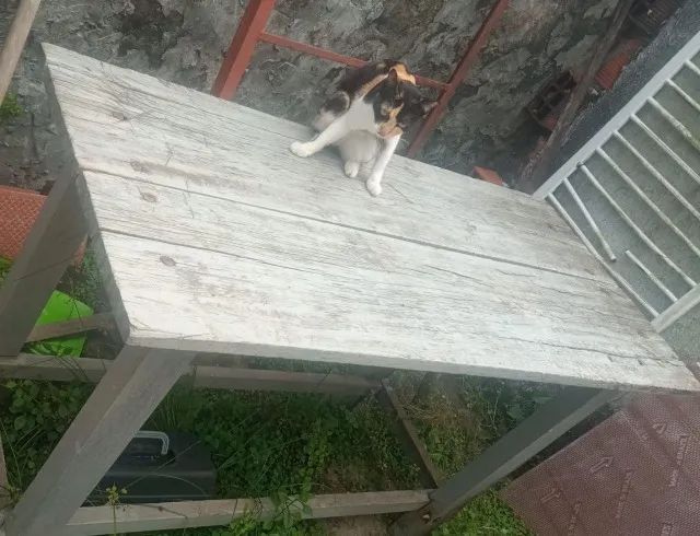 Mesa de Madeira Pura Para Profissionais
