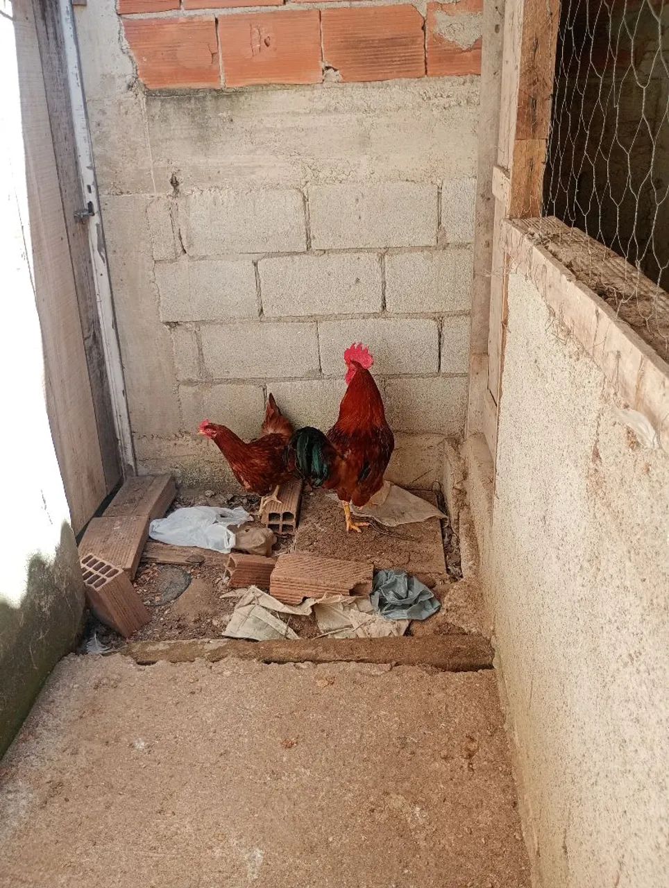 Casal de galo rodia  - Foto 2