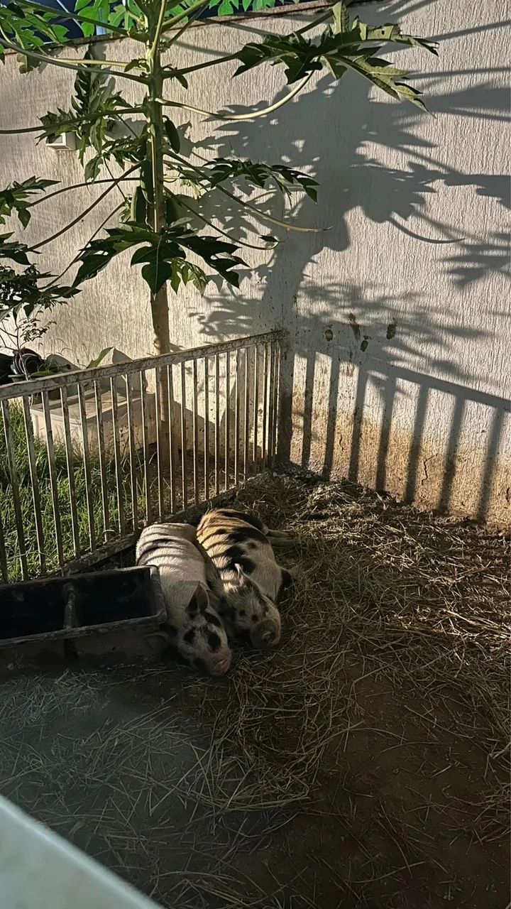 Doação responsável de mini pigs. - Foto 2