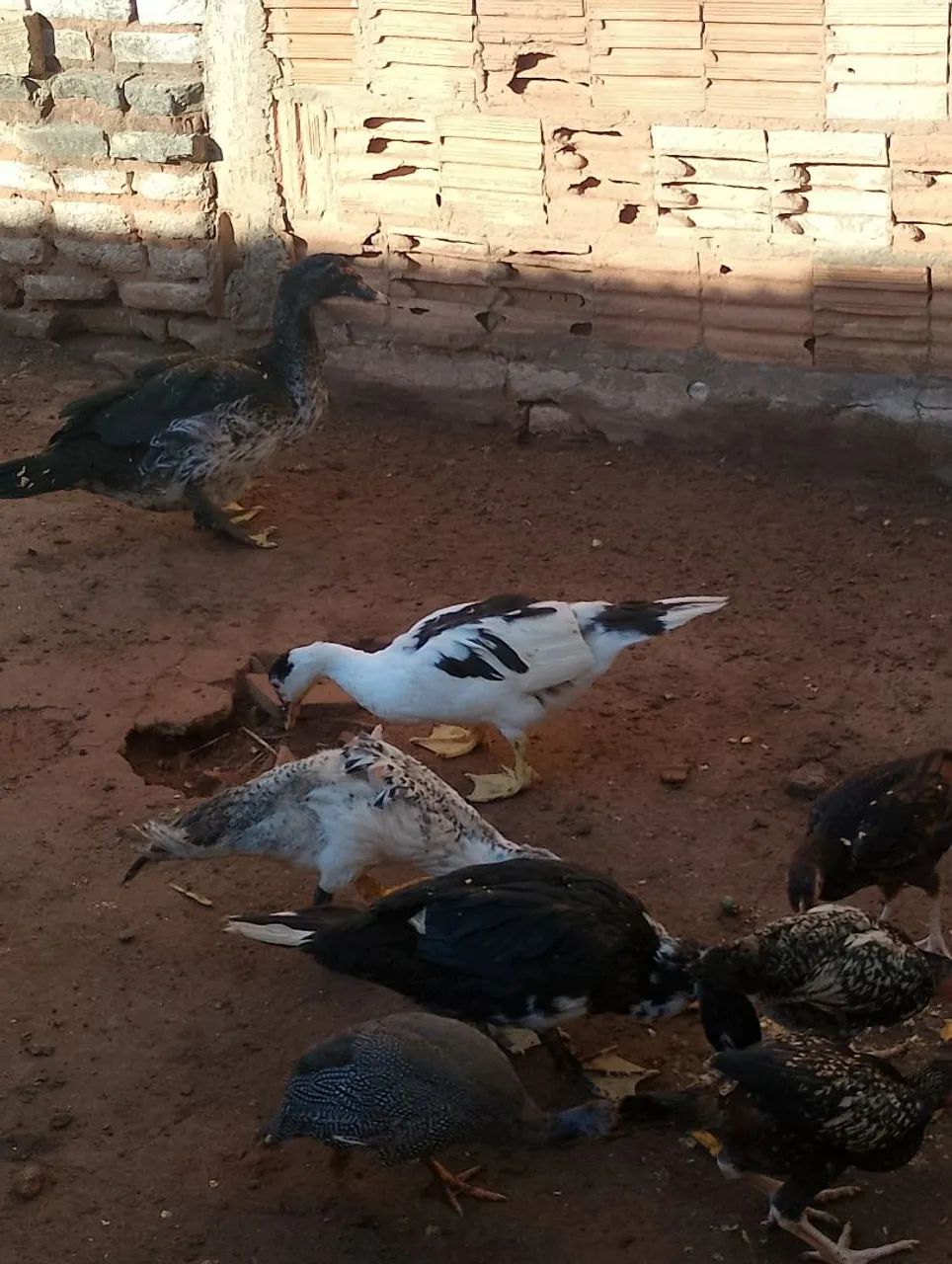 Vendo patos e galinha - Foto 2