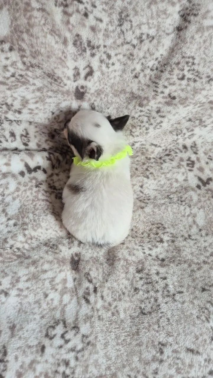 Chihuahua mini - Foto 4