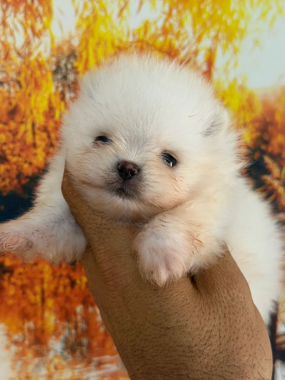 Lulu da Pomerania  - Foto 5