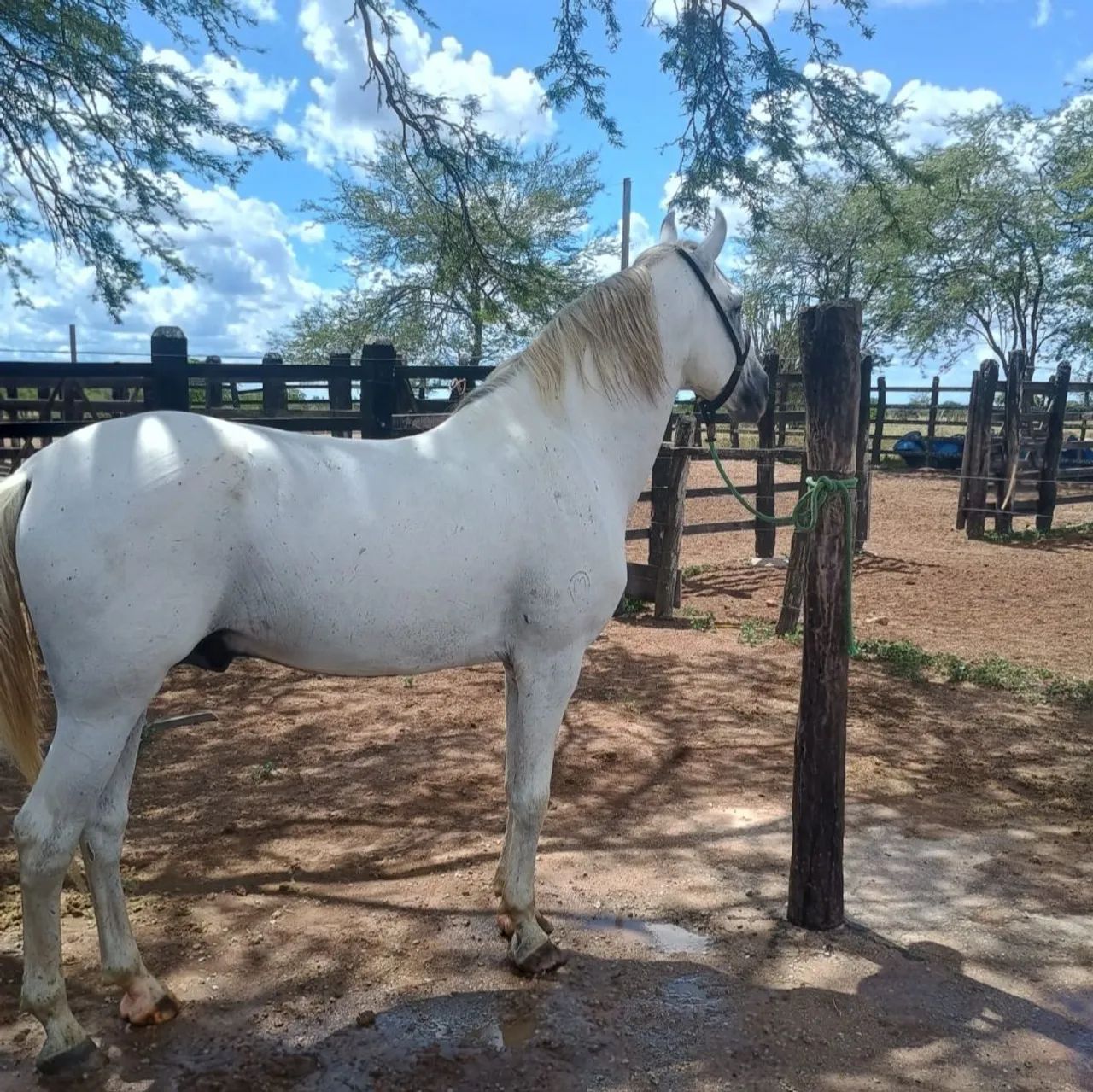 Vendo cavalo garanhão Mangalarga Marchador registrado de marcha picada - Foto 3
