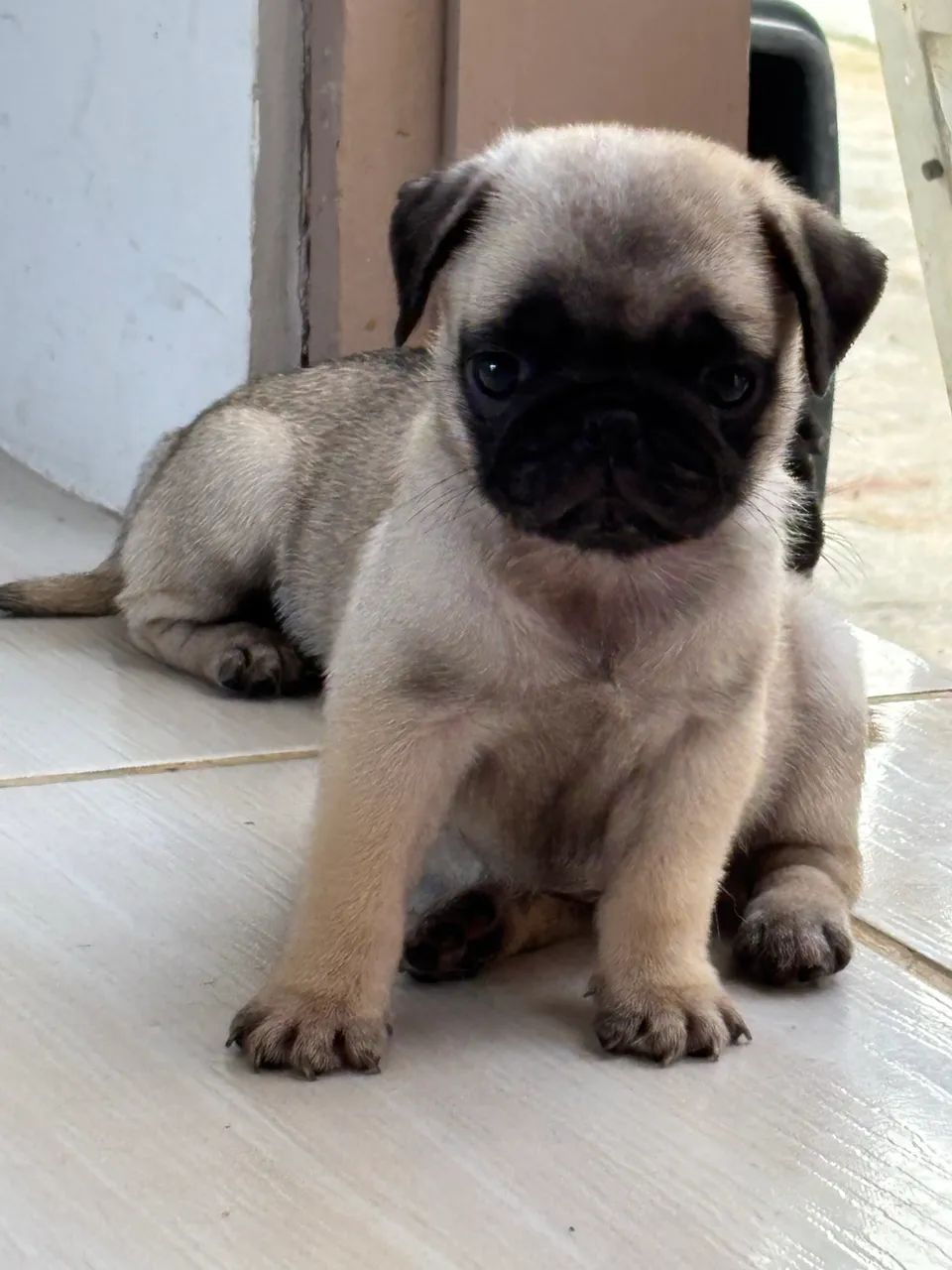 Pug macho - Foto 5