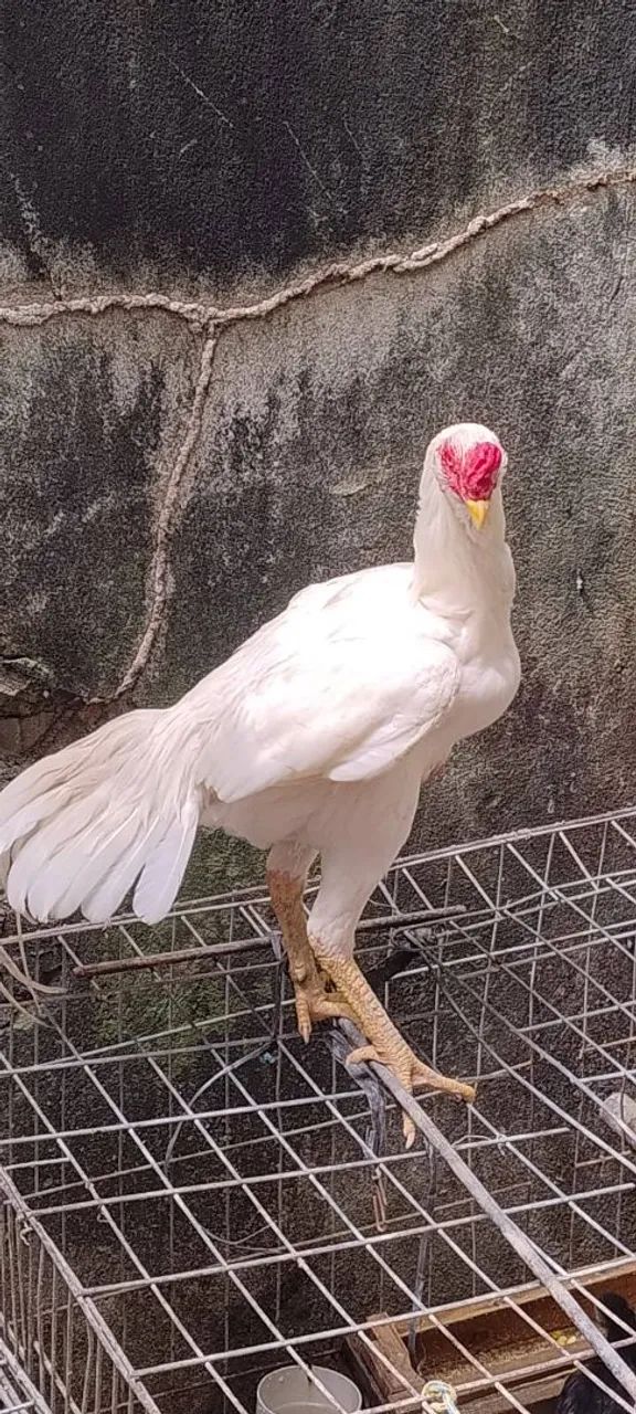 Galo preto da raça Mura 4,5 kg ideal para reprodutor salta filh brancos r$600 em até 3x - Foto 6