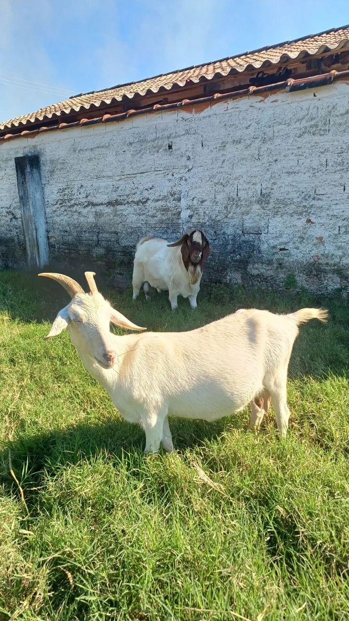 Cabras leiteiras 