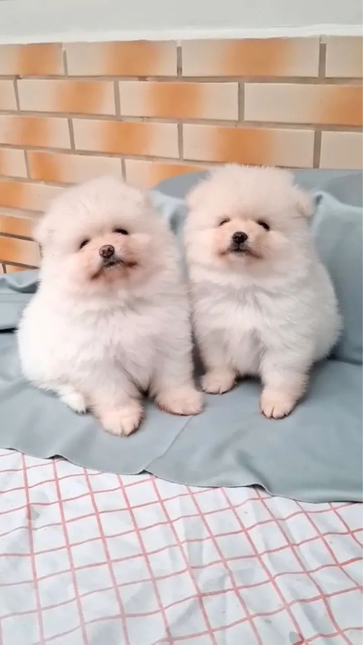 Spitz 