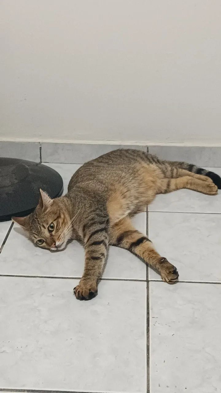 Adoção responsável  - Foto 2