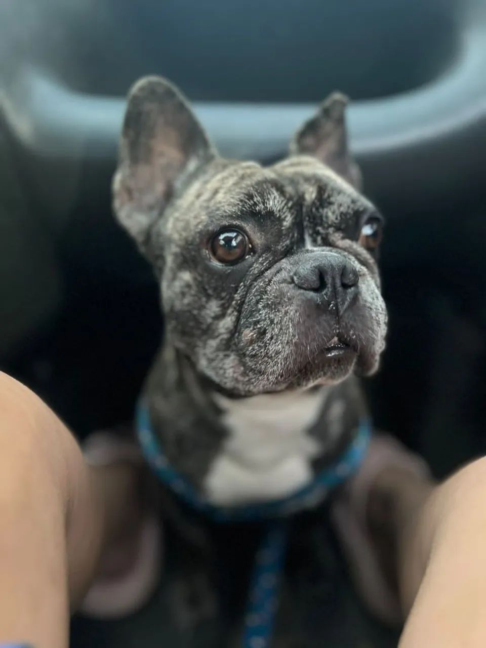 Buldog francês 