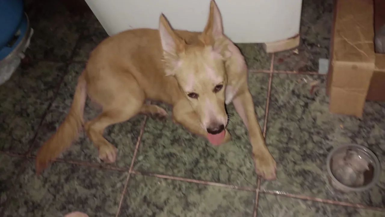 Cachorro - Foto 2