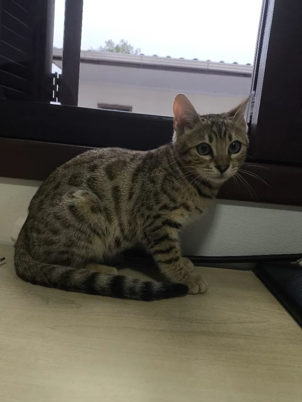 Gato bengal com pedigree  - Foto 5