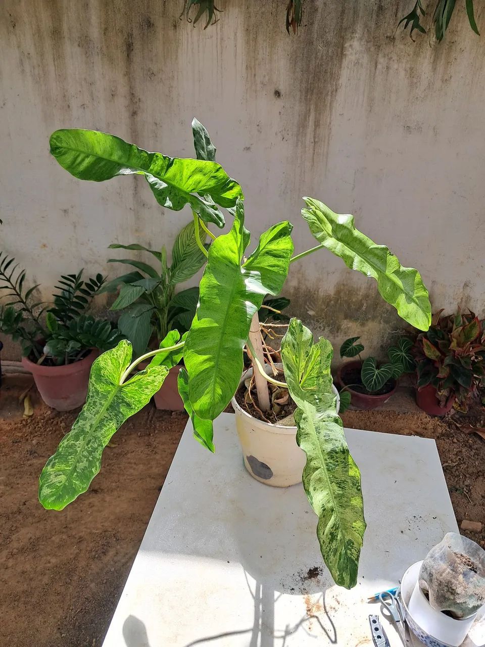 Planta  - Foto 2