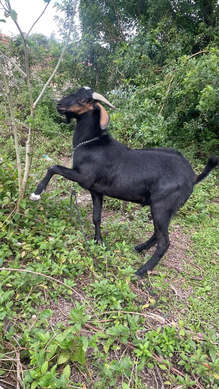 Vendo bode preto  - Foto 3