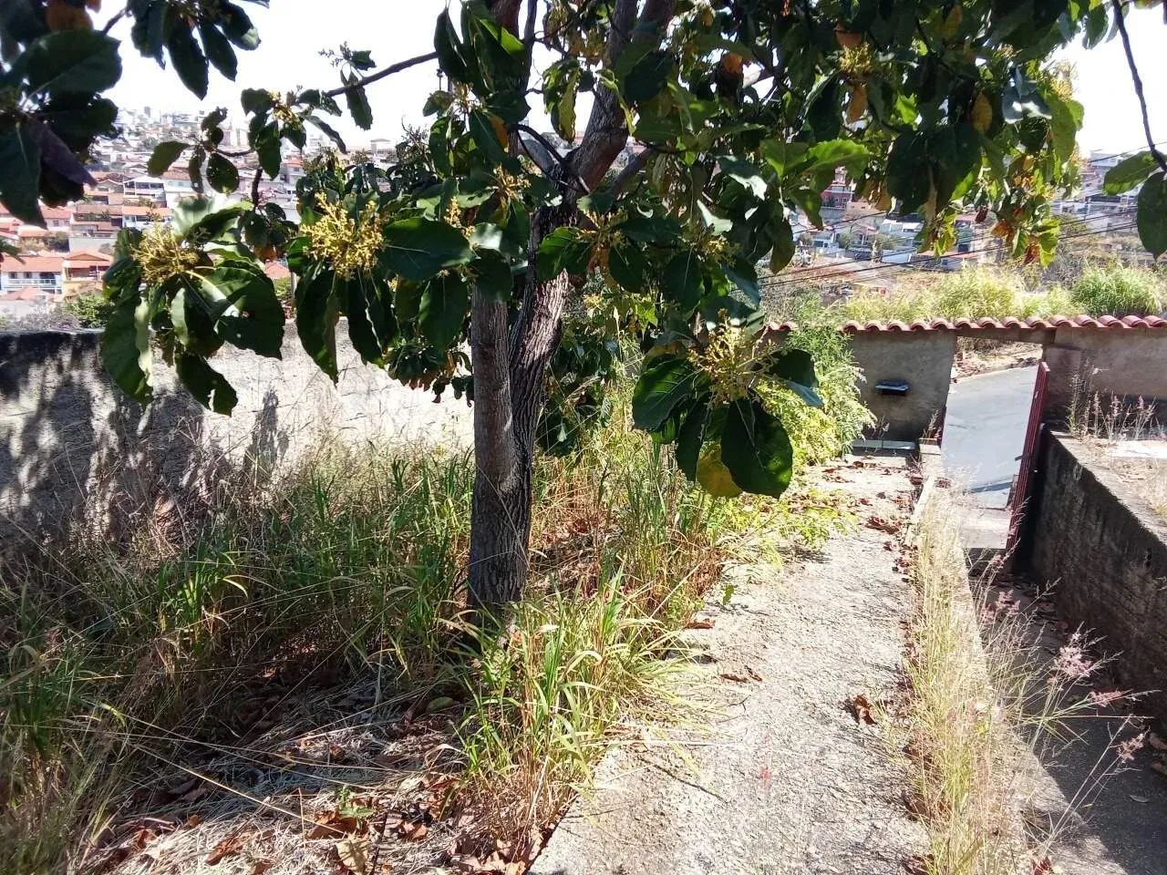 LOTE 360M² NO SANTA HELENA - Foto 7