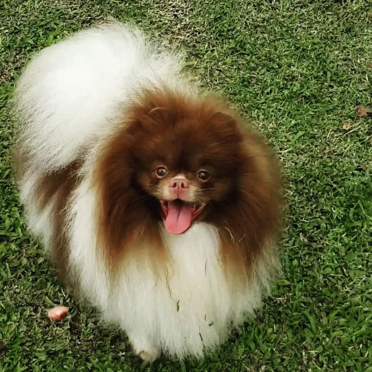 Spitz alemão  - Foto 5