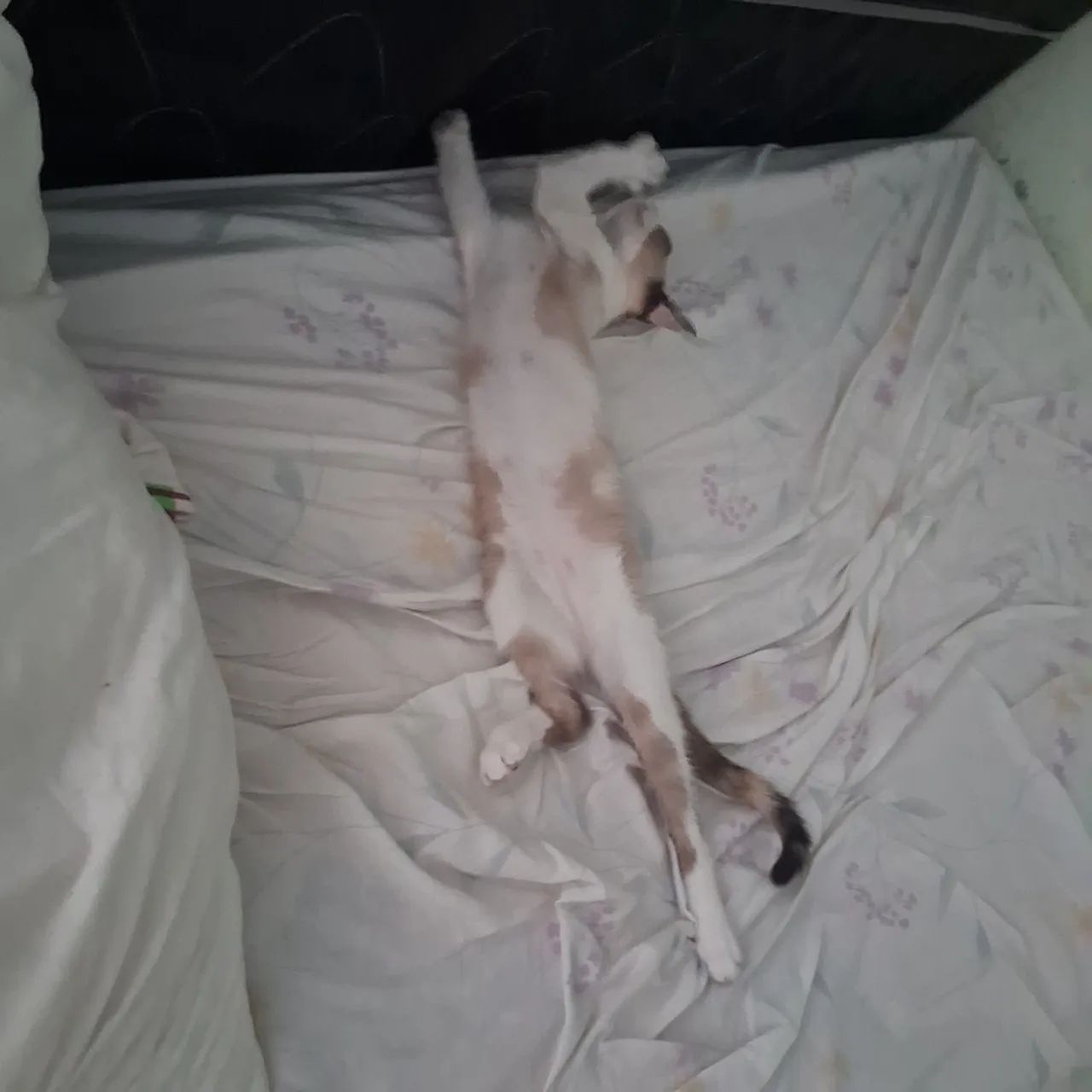 Doa-se gata vacinada e vermifugada - Foto 3