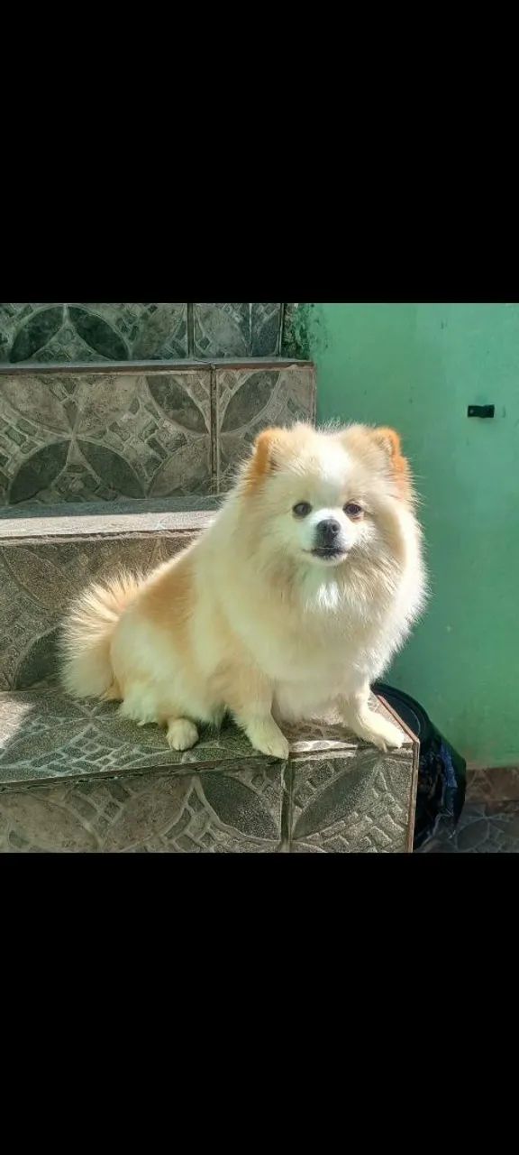 Filhotes de lulu da pomerania anão disponível  - Foto 5