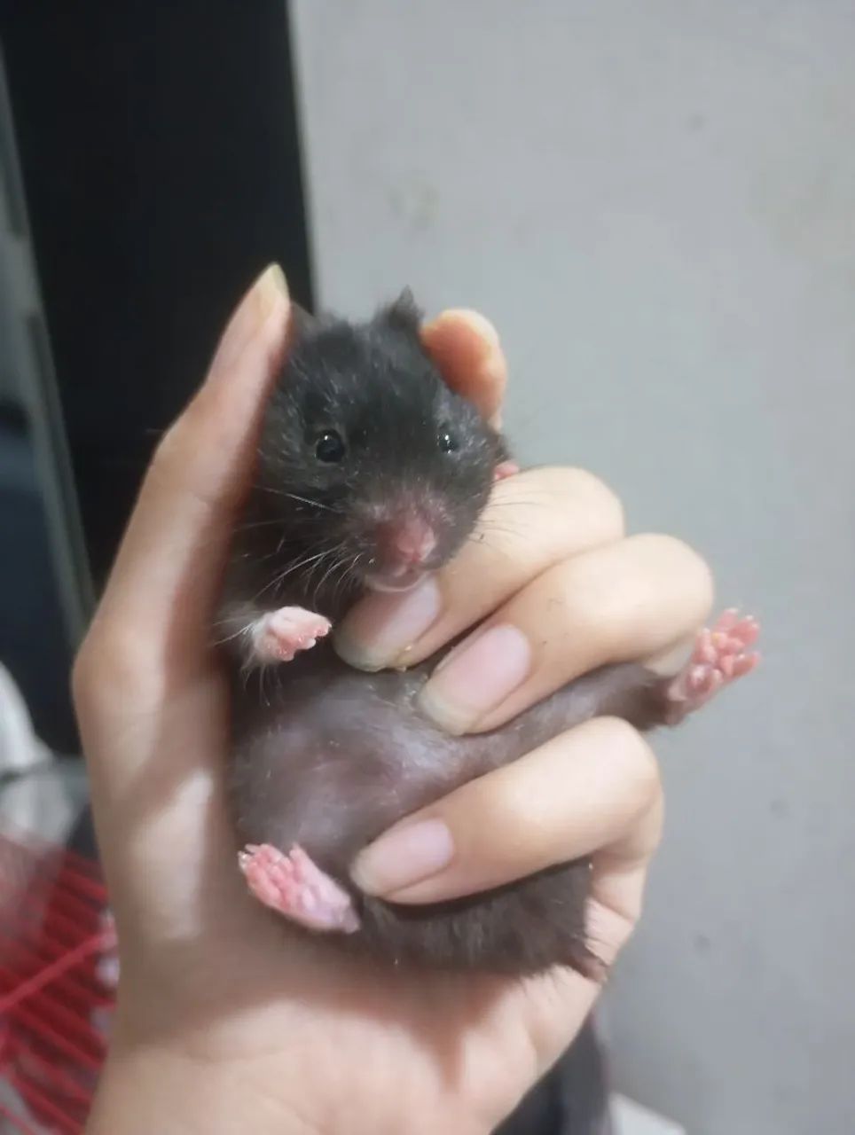 Estamos vendendo hamsters (variações de cores) 50$ reais cada - Foto 6