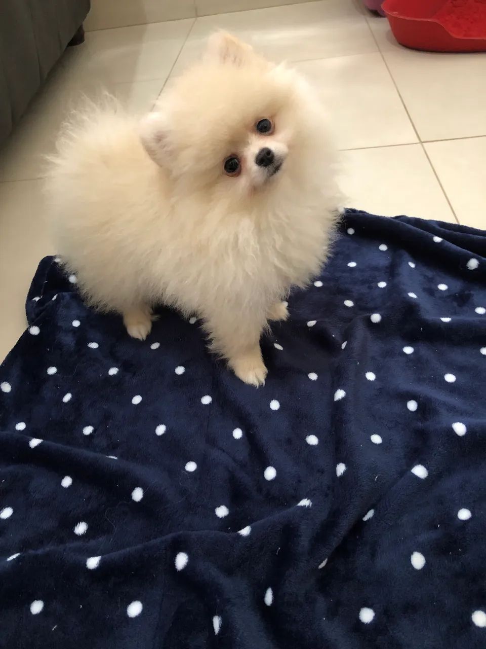 Lulu da Pomerania  - Foto 2