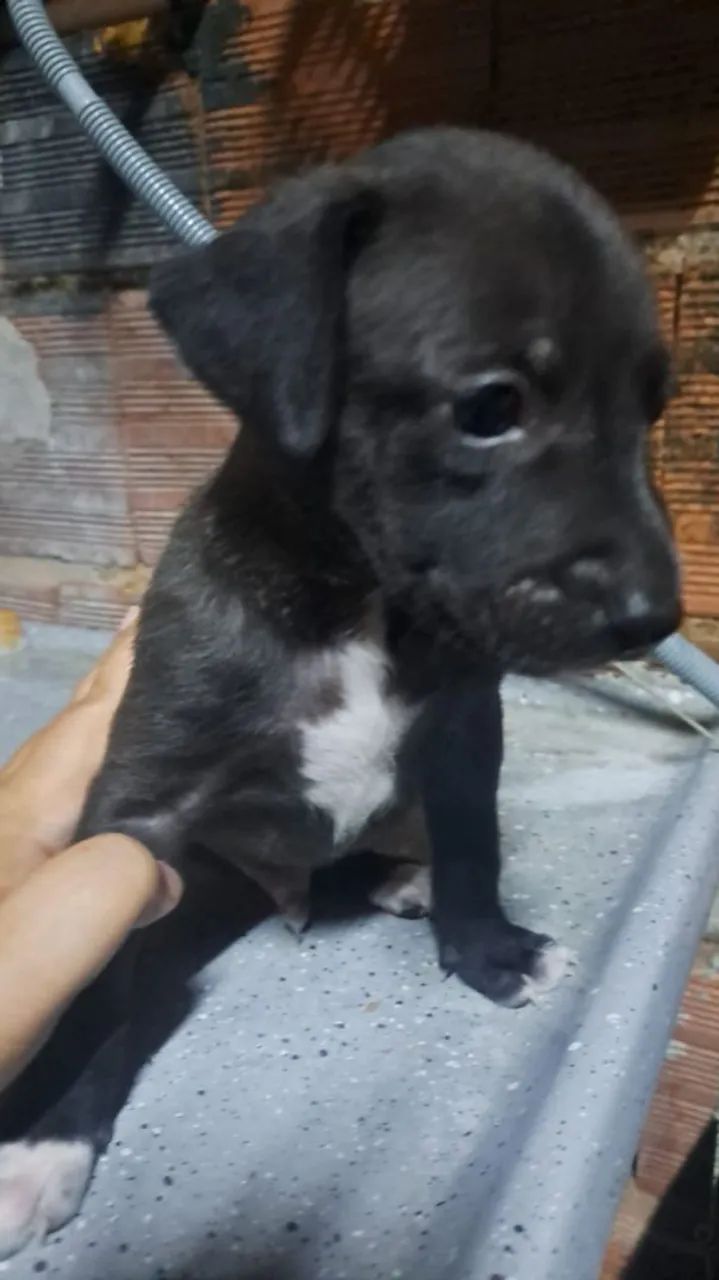 Adoção adote esse bebês - Foto 2