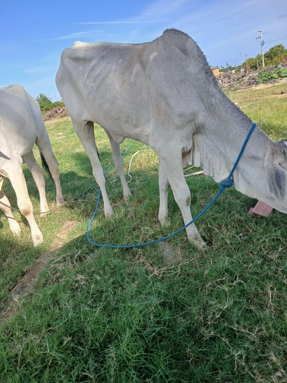 Vendo lote de gado!! - Foto 3