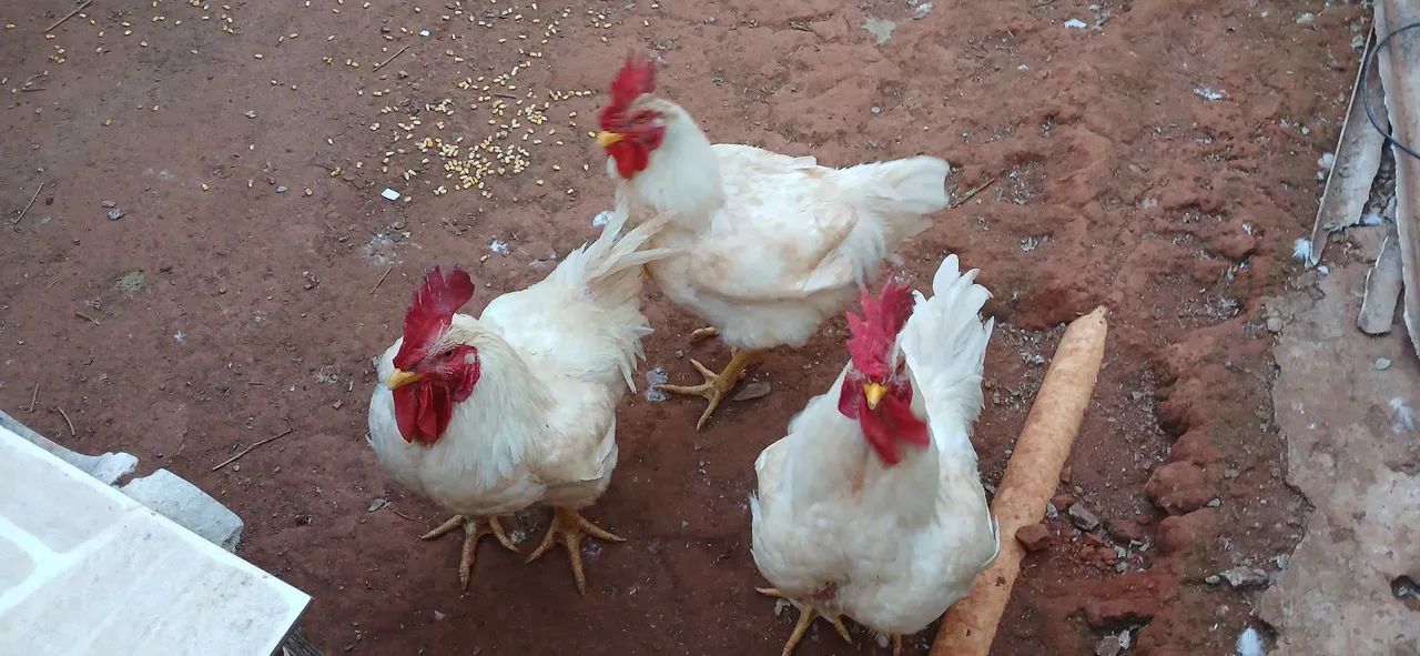 Galos Brancos