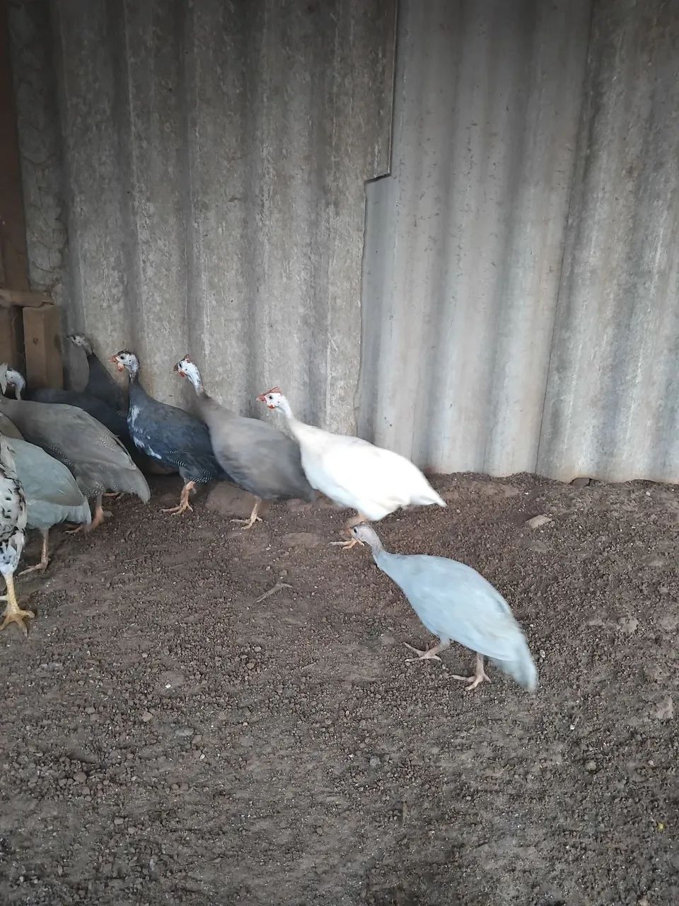 Aves