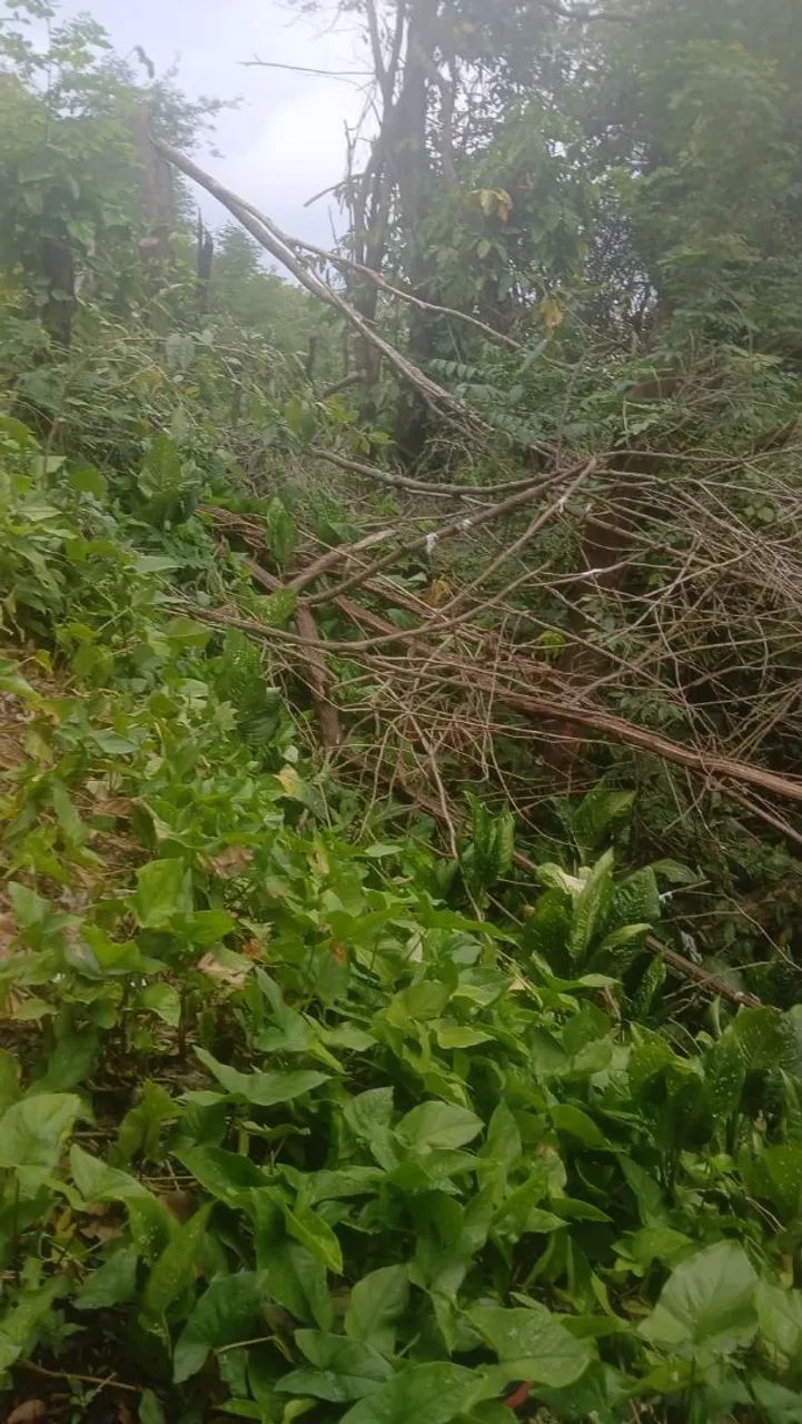 Vendo terreno tabajara  - Foto 3