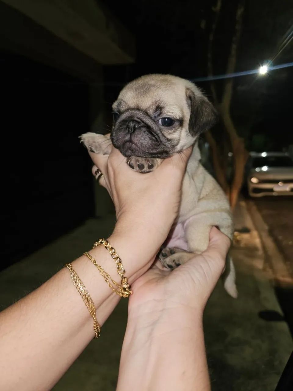 Pug Machinhos  - Foto 4