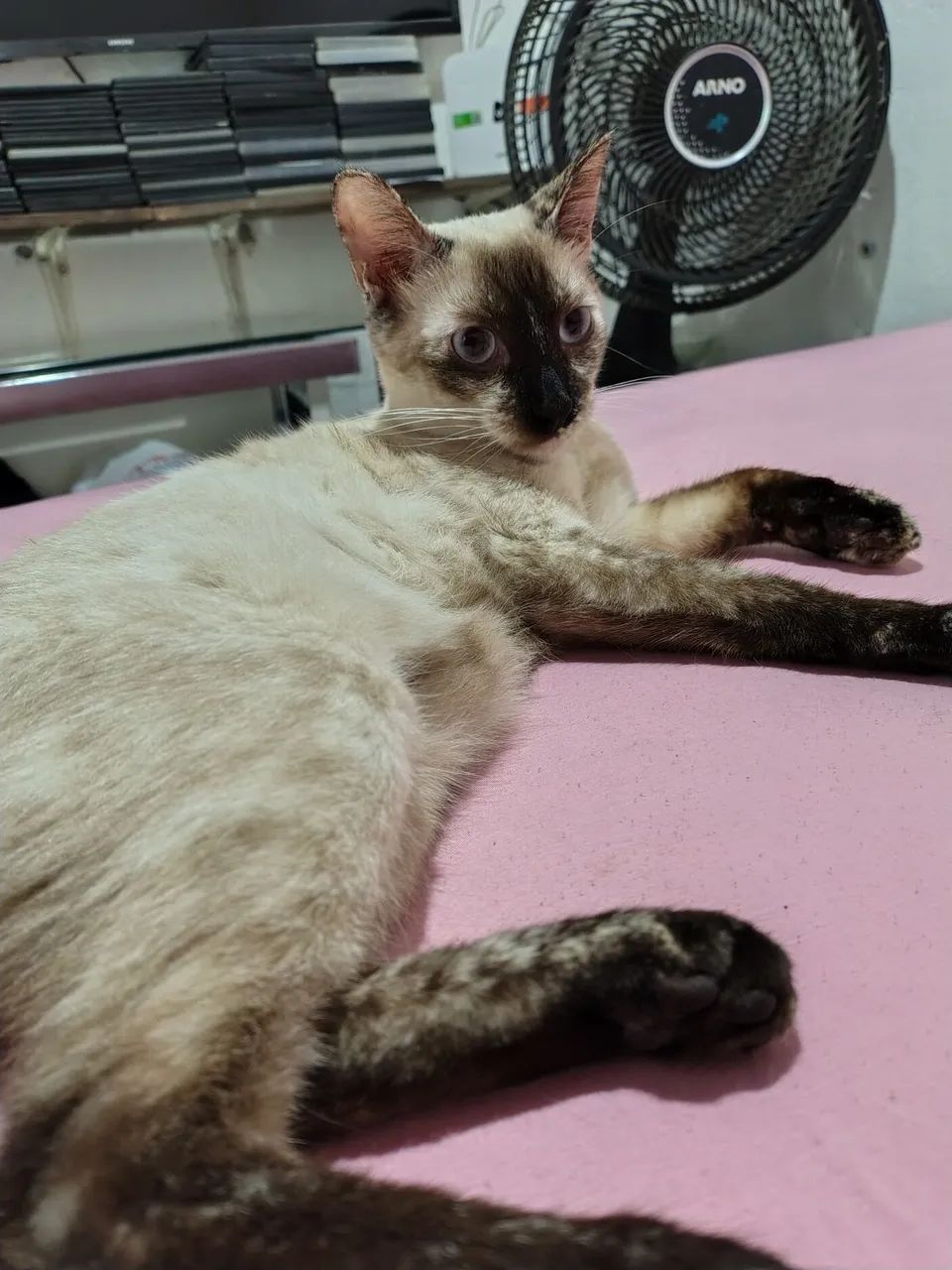 GATA PRA ADOÇÃO  - Foto 2