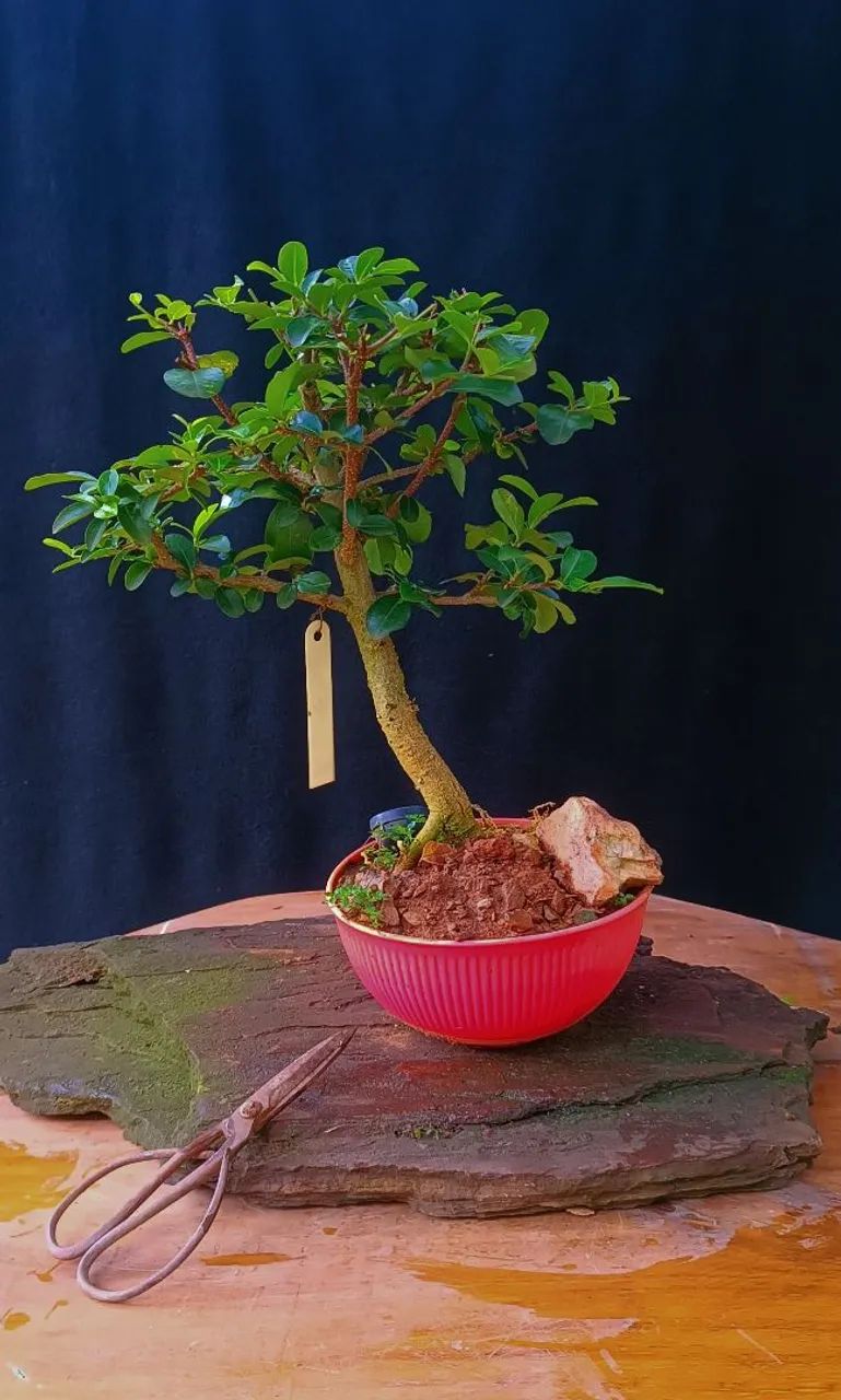Bonsai acerola 