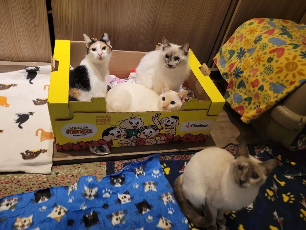 Gatos para adoção - São Paulo, Zona Norte - Castrados/vacinados