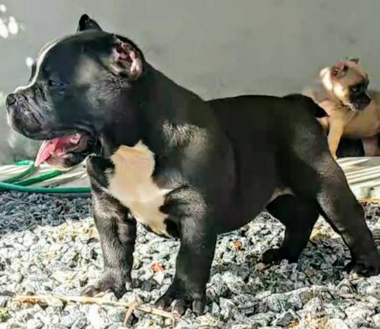 Filhotes de American bully - Foto 2