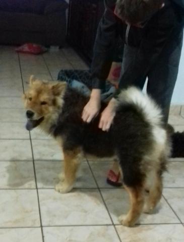 Chow~chow - Foto 3