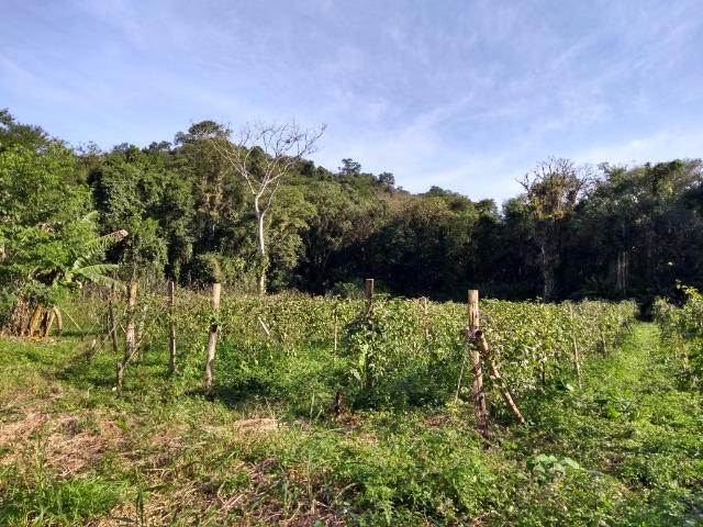 Área com 30 hectares com 600 metros de rio - Foto 16