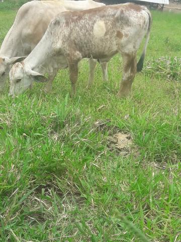 Torinho nelore com 7 meses