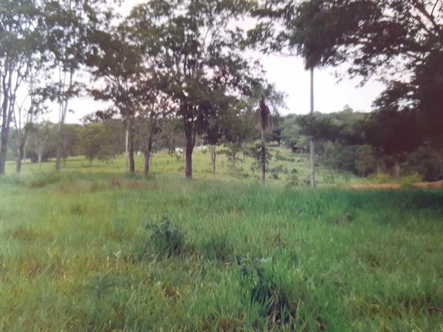 Vendo uma área de 116 há - Foto 3