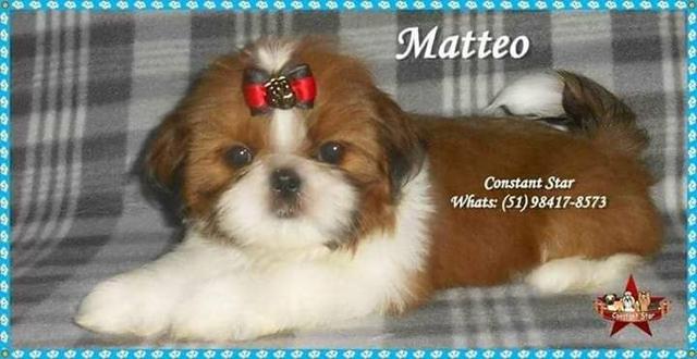 Belíssimos Machinhos de Shih Tzu de Porte Bem Pequenos com PEDIGREE