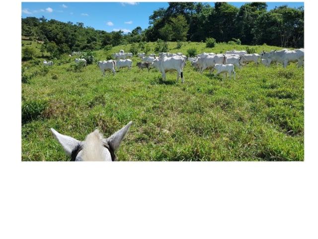 Paraíso,395 hectares, Beira Rio Manso,lazer, pescaria, moradia,Turismo. Oportunidade. - Foto 13