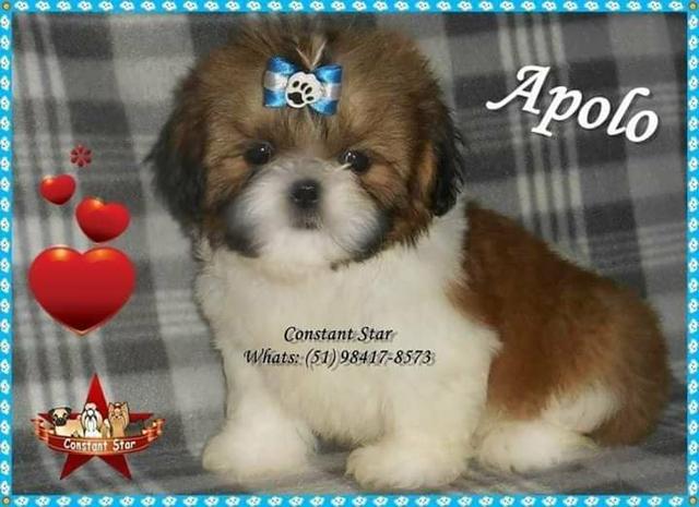 Belíssimos Machinhos de Shih Tzu de Porte Bem Pequenos com PEDIGREE - Foto 4