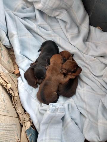 Filhotes de Basset dachshund - Foto 3