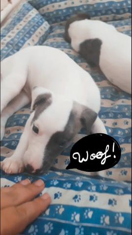 Maravilhosos filhotes whippet 45 dias - Foto 3