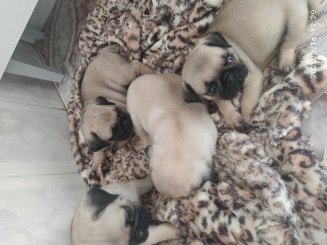 Pugs